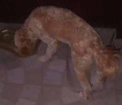 Cachorro ra a poodle idade 7 a 11 meses nome cloe