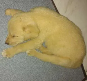 Cachorro raça Não sei idade Abaixo de 2 meses nome Não tem