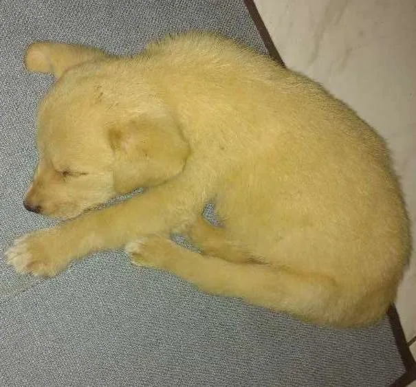 Cachorro ra a Não sei idade Abaixo de 2 meses nome Não tem