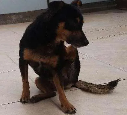 Cachorro ra a Seem raça  idade 3 anos nome Pretinho