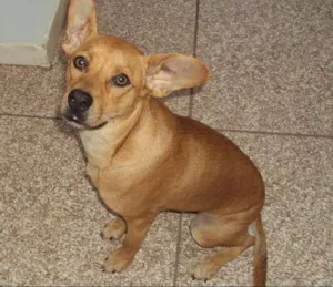 Cachorro raça descohecida idade 1 ano nome Barack