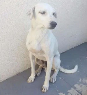 Cachorro raça indefinida idade 2 anos nome Billy