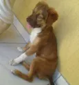 Pipoca