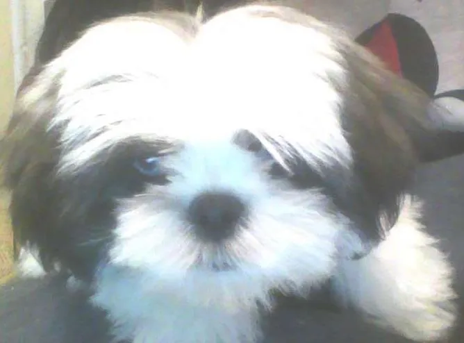 Cachorro ra a Lhasa Apso idade 2 a 6 meses nome Eijgi