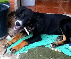 Cachorro raça SRD idade 2 a 6 meses nome Black