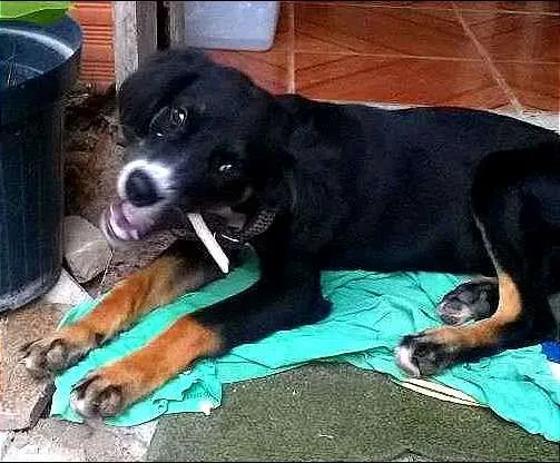Cachorro ra a SRD idade 2 a 6 meses nome Black