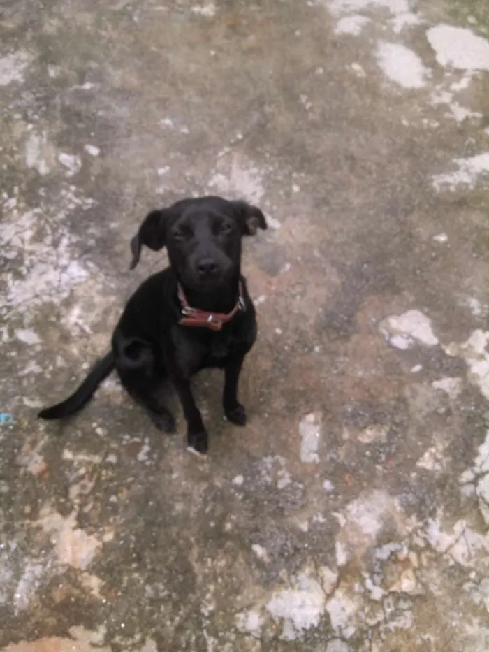 Cachorro raça Mestiça idade 7 a 11 meses nome Capitão