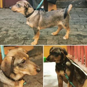 Cachorro raça SRD idade 1 ano nome CHIQUINHO