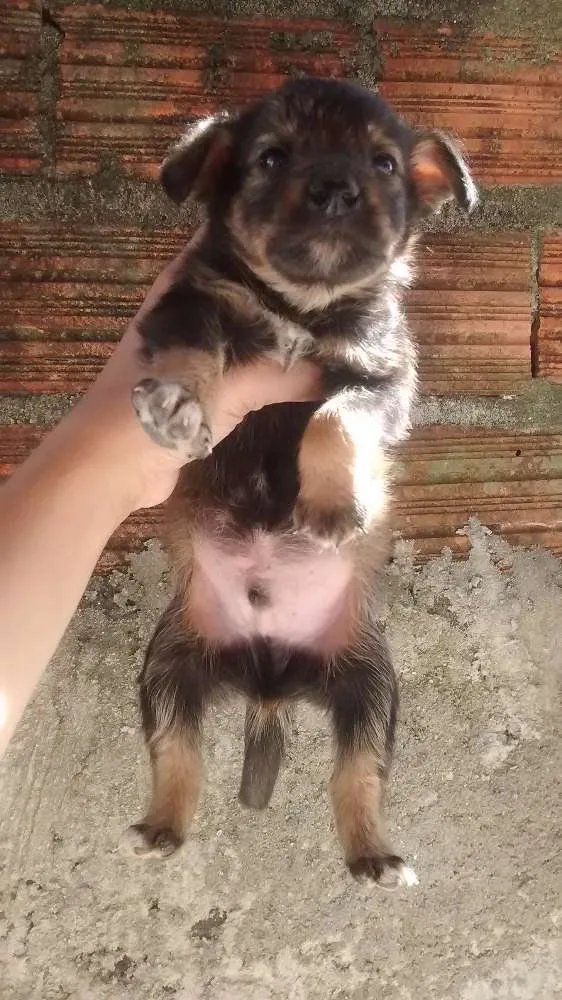 Cachorro ra a Vira lata idade 2 a 6 meses nome Não tem nome