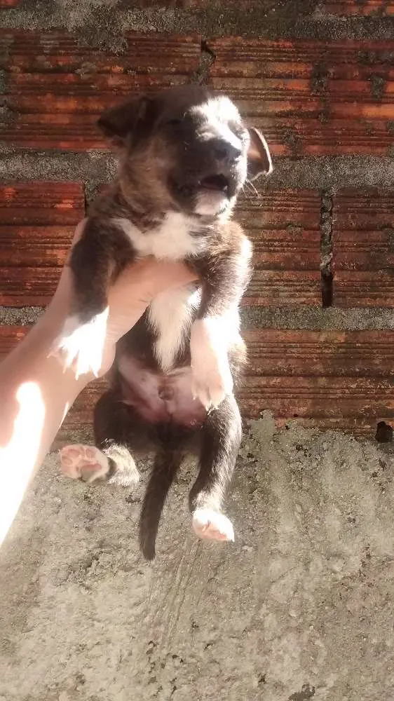 Cachorro ra a Vira lata idade 2 a 6 meses nome Não tem nome