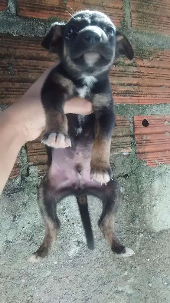 Cachorro ra a Vira lata idade 2 a 6 meses nome Não tem nome