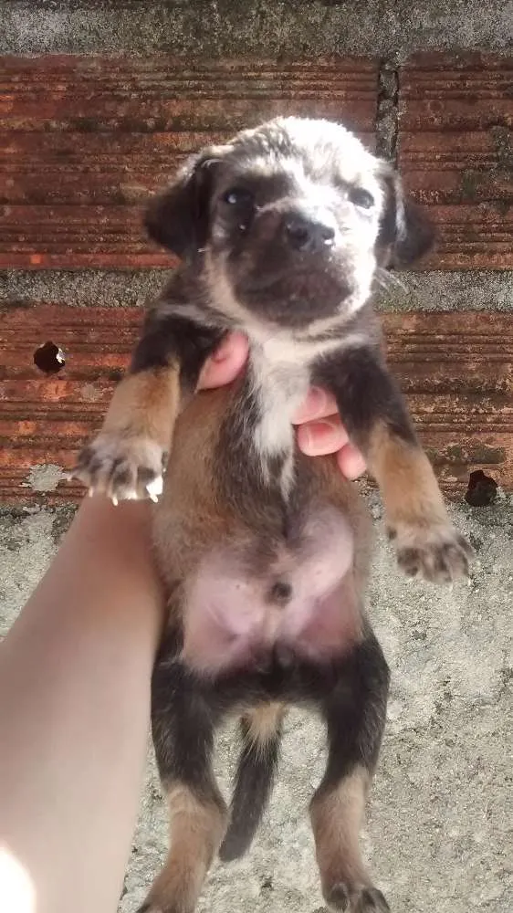 Cachorro ra a Vira lata idade 2 a 6 meses nome Não tem nome