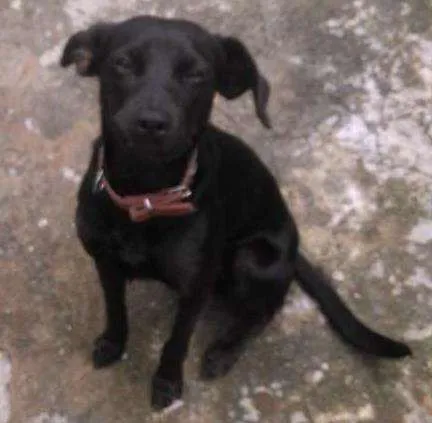 Cachorro raça Mestiça idade 7 a 11 meses nome Capitão