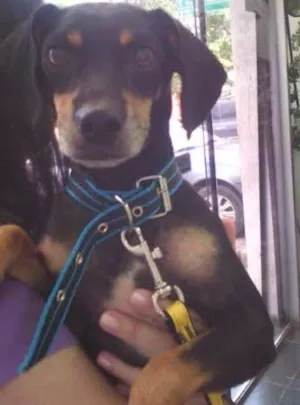 Cachorro raça SRD idade 2 anos nome Pretinho