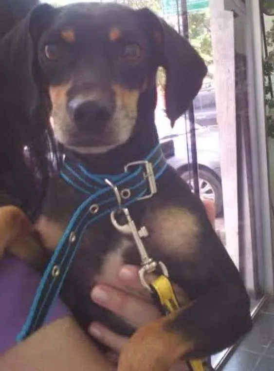 Cachorro ra a SRD idade 2 anos nome Pretinho
