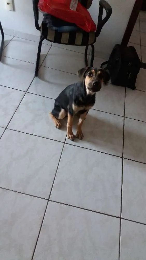 Cachorro raça Lambrador Mestiço idade 7 a 11 meses nome Belinha
