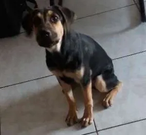 Cachorro raça Lambrador Mestiço idade 7 a 11 meses nome Belinha