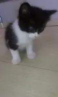 Bartolomeu