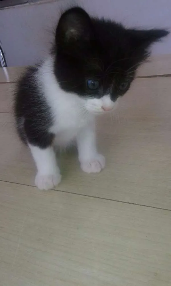 Gato ra a Viralata idade Abaixo de 2 meses nome Bartolomeu