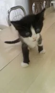 Miety 