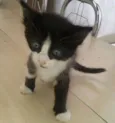Miety 