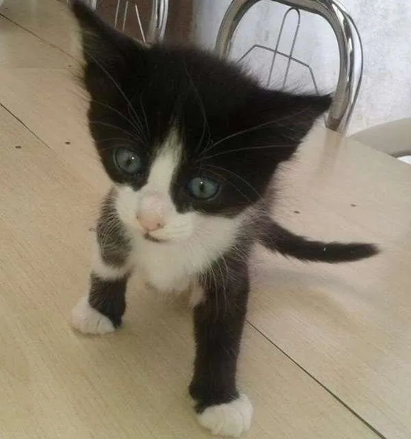 Gato ra a Viralata idade Abaixo de 2 meses nome Miety 