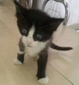 Miety