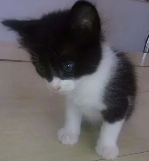 Gato raça Viralata idade Abaixo de 2 meses nome Bartolomeu