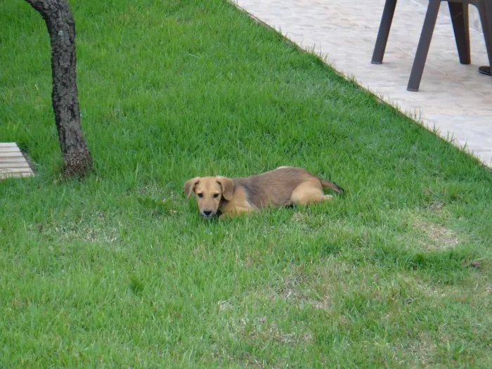 Cachorro ra a PREDOMINÂNCIA DE VIRA LATA idade 2 a 6 meses nome SEM NOME