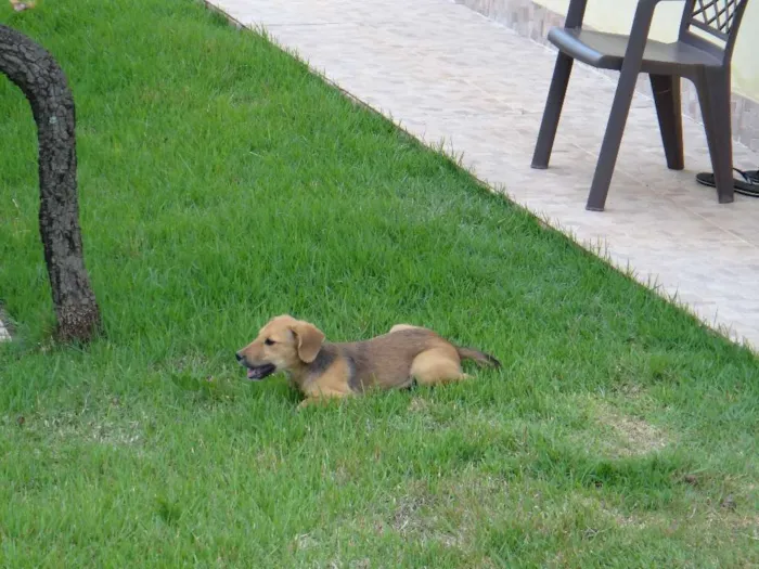Cachorro ra a PREDOMINÂNCIA DE VIRA LATA idade 2 a 6 meses nome SEM NOME