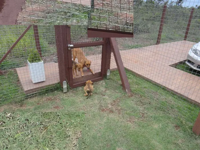 Cachorro ra a PREDOMINÂNCIA DE VIRA LATA idade 2 a 6 meses nome SEM NOME
