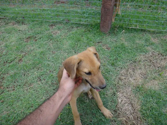 Cachorro ra a PREDOMINÂNCIA DE VIRA LATA idade 2 a 6 meses nome SEM NOME