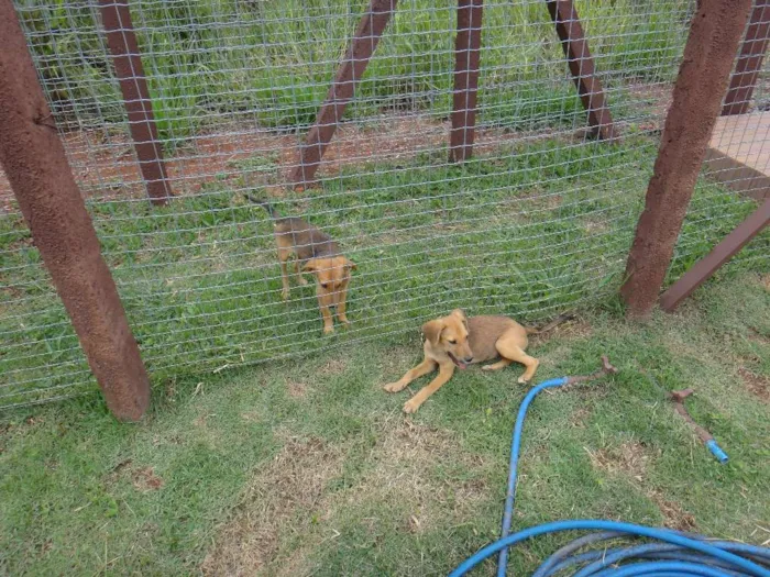 Cachorro ra a PREDOMINÂNCIA DE VIRA LATA idade 2 a 6 meses nome SEM NOME