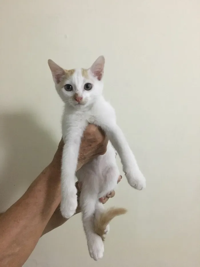 Gato ra a sem raça idade 2 a 6 meses nome Ainda sem nome