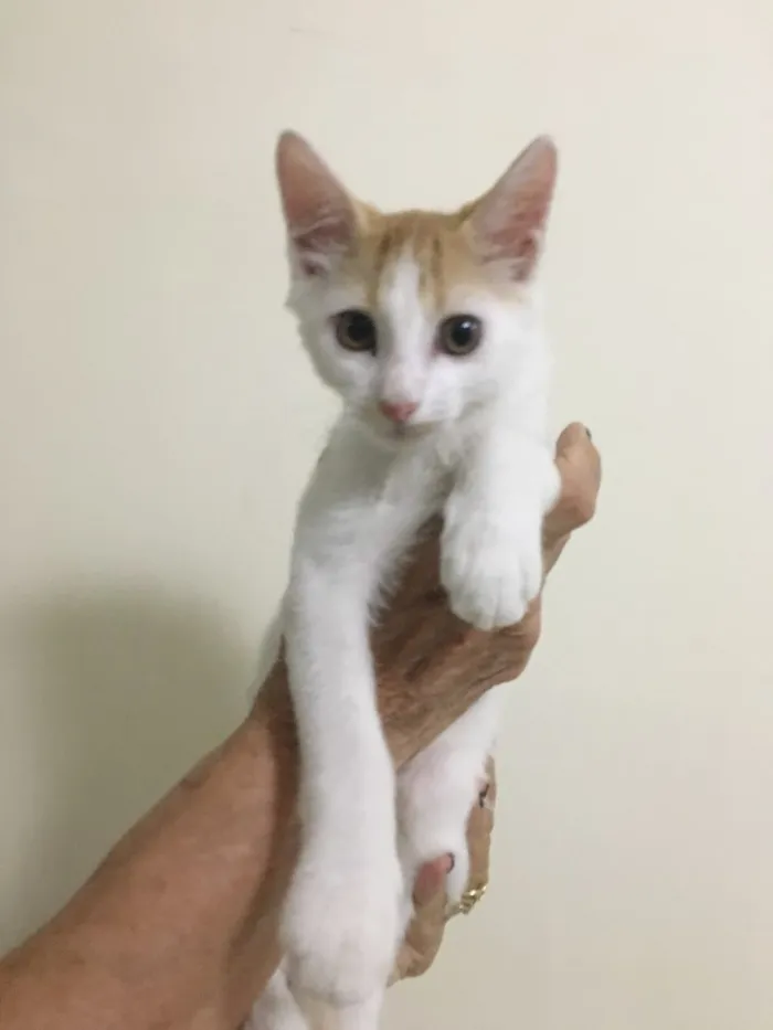 Gato ra a sem raça idade 2 a 6 meses nome Ainda sem nome
