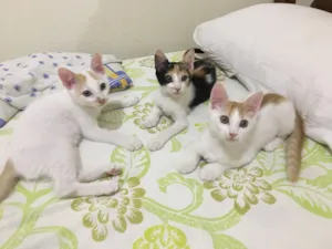 Gato raça sem raça idade 2 a 6 meses nome Ainda sem nome