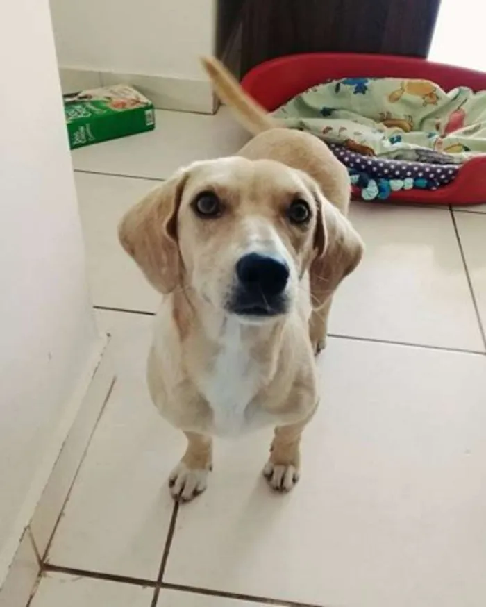 Cachorro ra a SRD idade 7 a 11 meses nome Nino