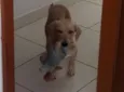Nino