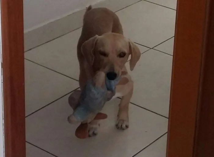 Cachorro ra a SRD idade 7 a 11 meses nome Nino