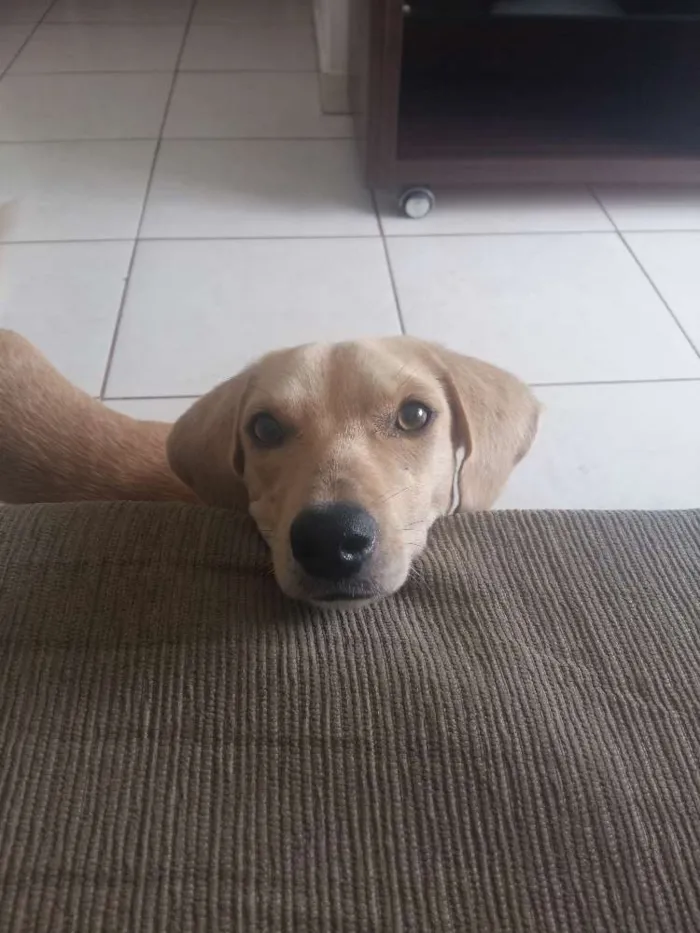 Cachorro ra a SRD idade 7 a 11 meses nome Nino