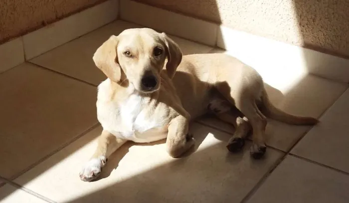 Cachorro ra a SRD idade 7 a 11 meses nome Nino
