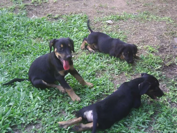 Cachorro raça tem cruza com Rottweiler idade 2 a 6 meses nome sem nome ainda