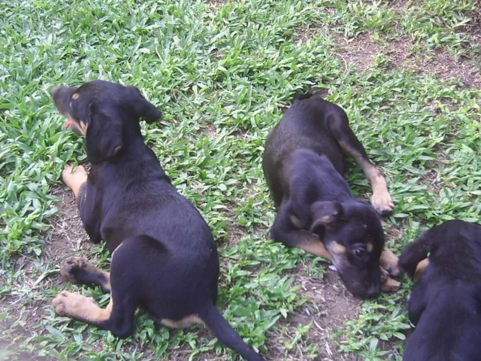Cachorro raça tem cruza com Rottweiler idade 2 a 6 meses nome sem nome ainda