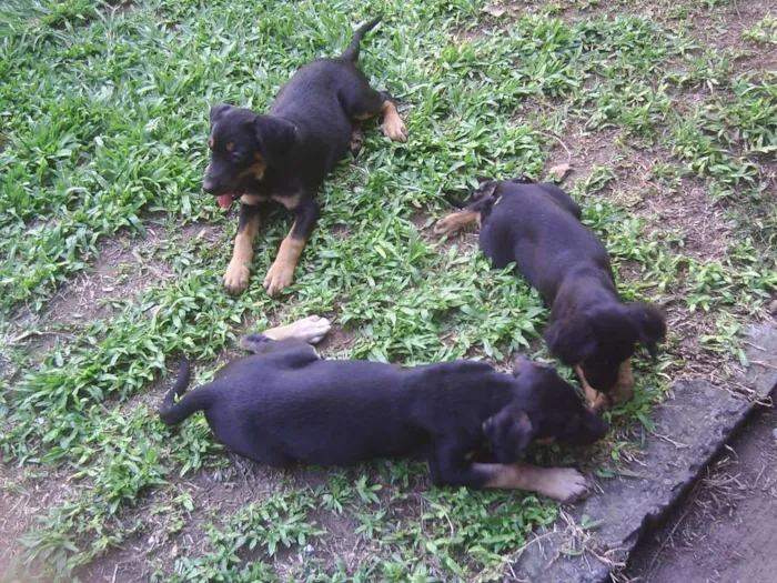 Cachorro raça tem cruza com Rottweiler idade 2 a 6 meses nome sem nome ainda