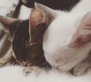 Gato raça Indefinido idade 2 a 6 meses nome Não tem