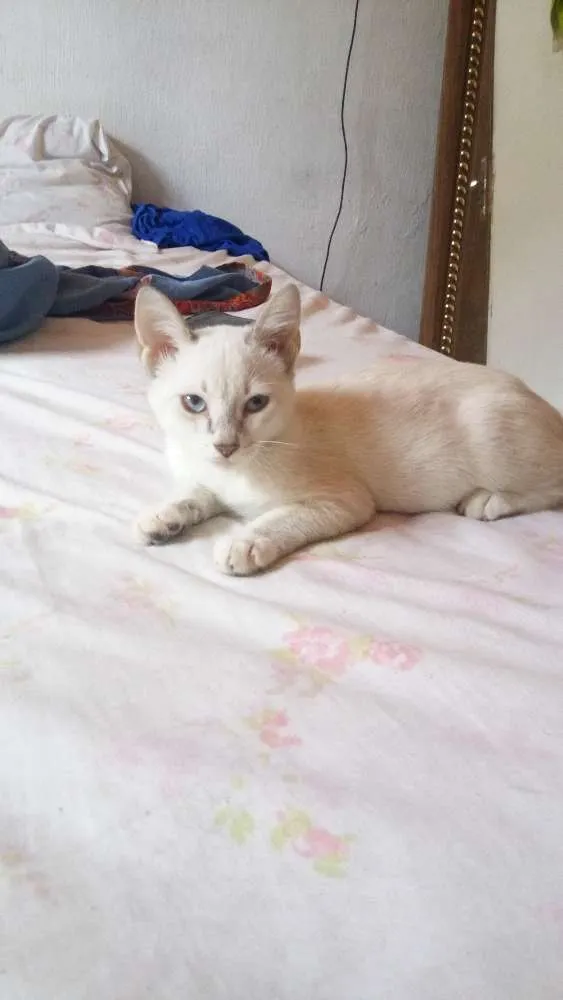 Gato ra a Indefinido idade 2 a 6 meses nome Não tem
