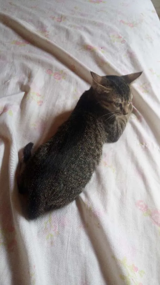 Gato ra a Indefinido idade 2 a 6 meses nome Não tem