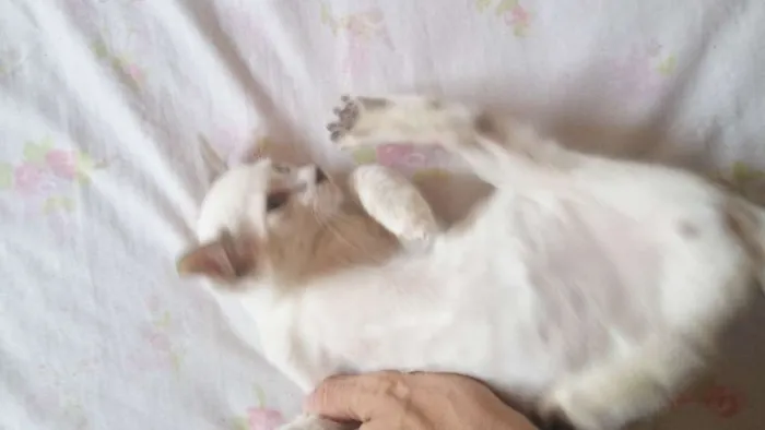 Gato ra a Indefinido idade 2 a 6 meses nome Não tem