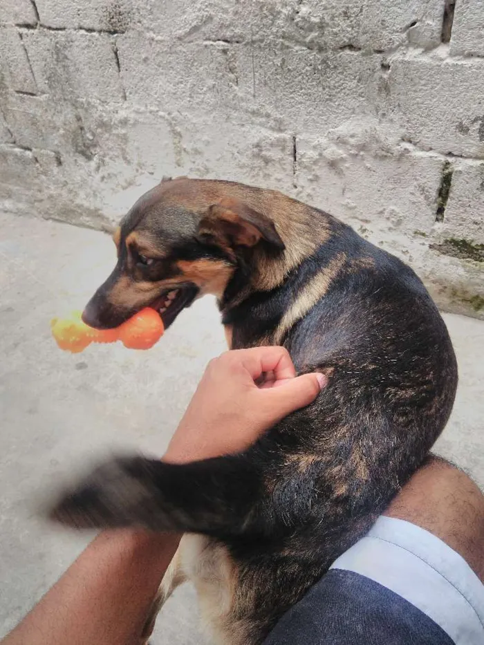 Cachorro ra a SRD idade 1 ano nome Jack