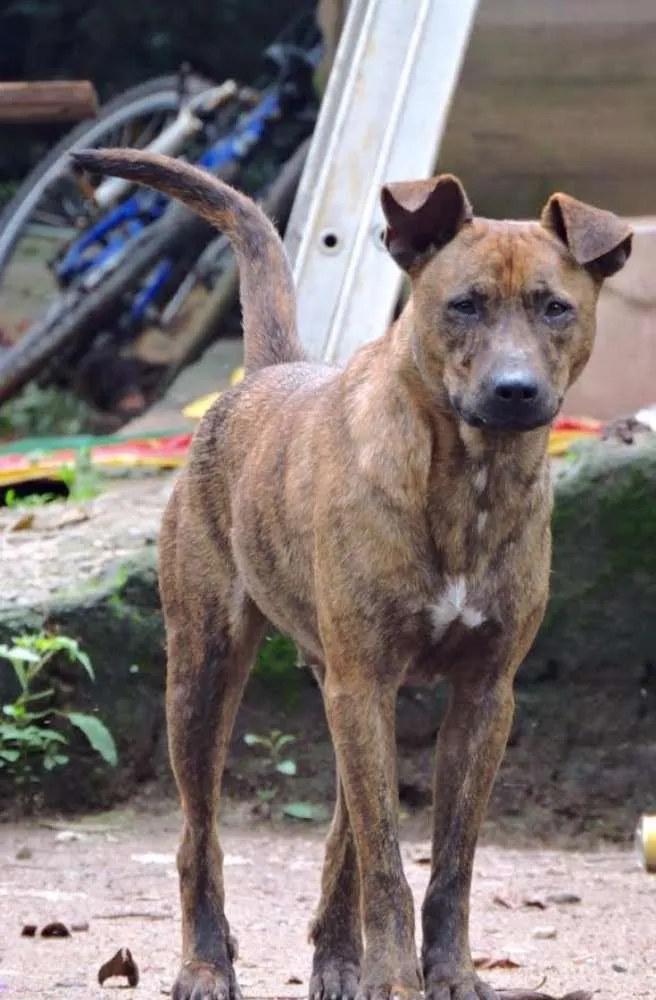 Cachorro ra a SRD idade 1 ano nome TORI